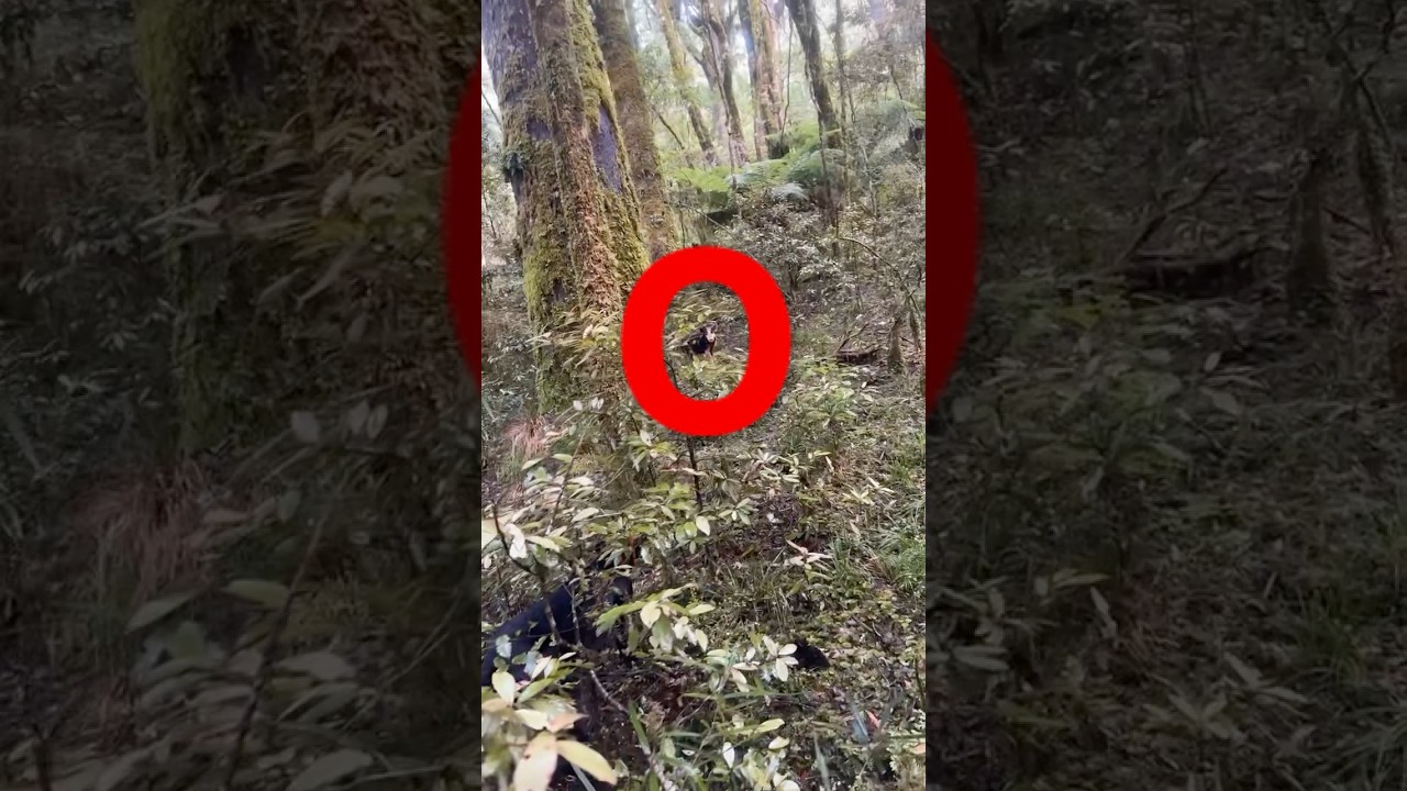 Deer dog pointing pigs. #bgid #nature #huntingnz #hunting #wildlife #reddeer #huntinggame #deer