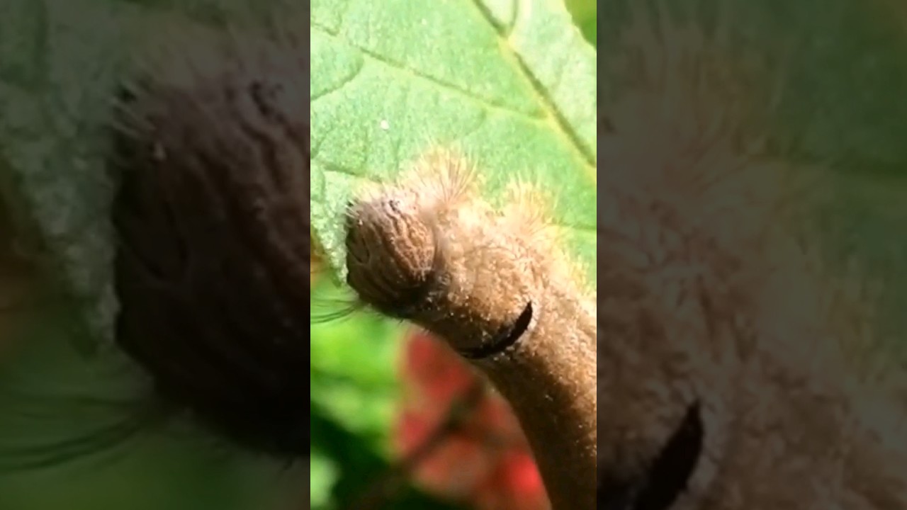 Metamorphosis | Hungry it's about to lose its mouth| #viral #youtubeshorts