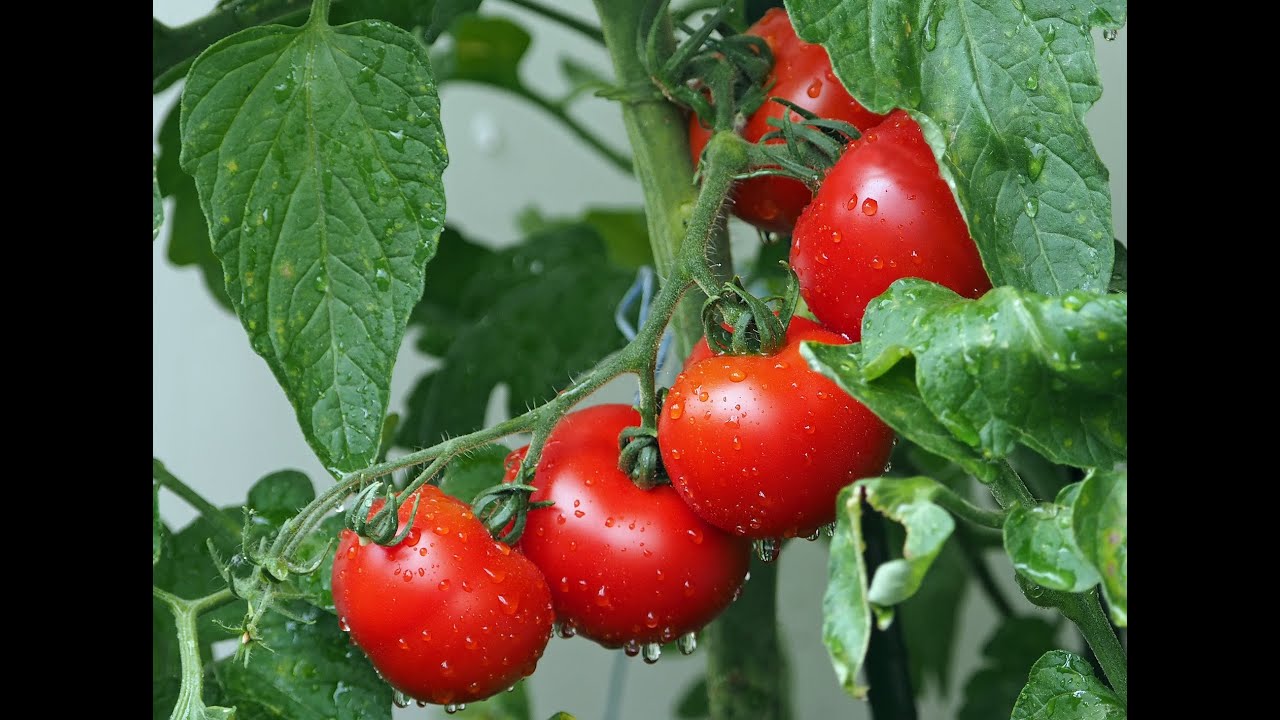 Pomodori