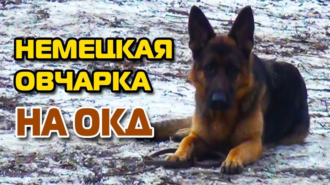 Немецкая овчарка на ОКД получила 100 баллов! Испытания по ОКД.