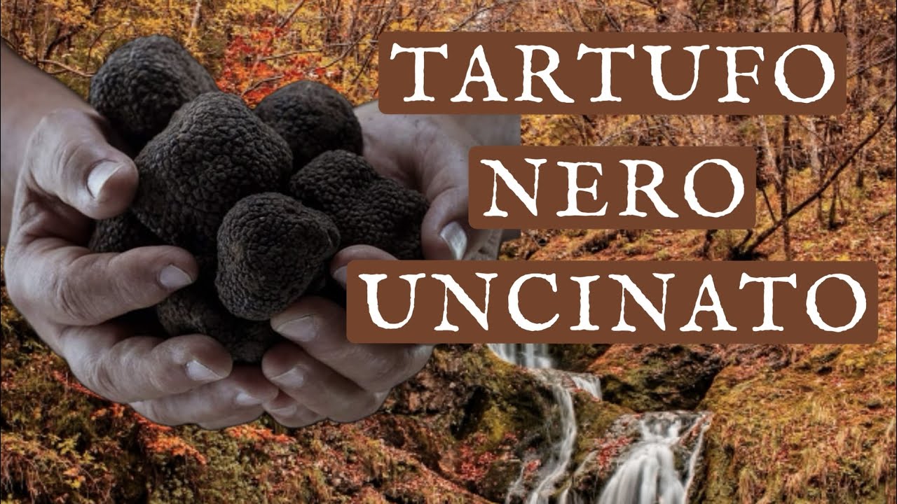 TARTUFO NERO UNCINATO! ECCELLENZA ITALIANA! #tartufo #cucina #cucinaitaliana #eccellenzeitaliane