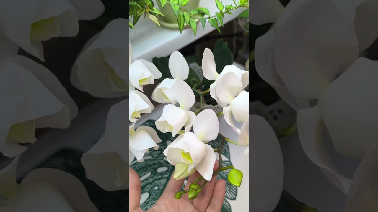 Пилор Орхидея Phalaenopsis Nottingham