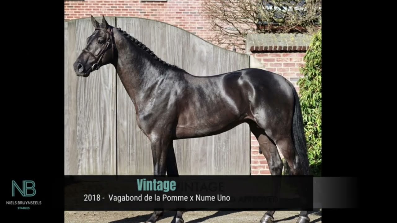 Vintage°2018 | hengst | 171 | Zwart bruin | Oldbg |