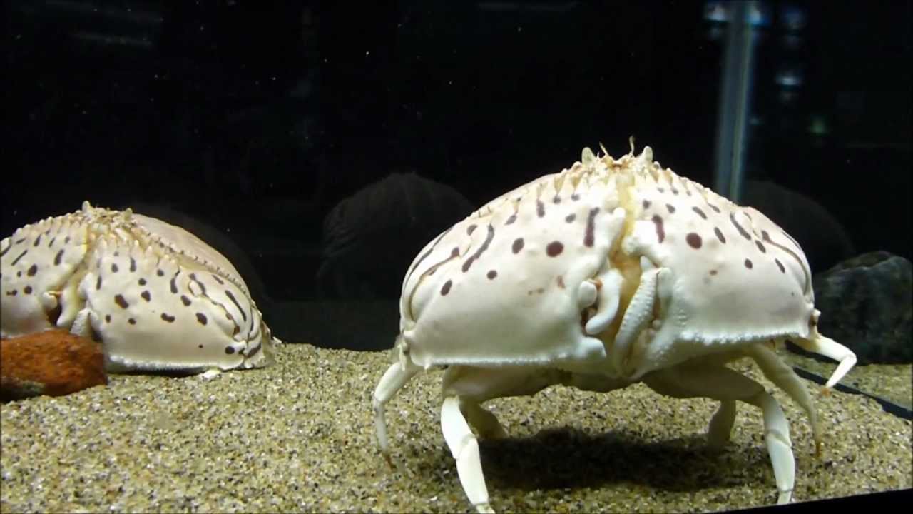 踊るカニ（？）　トラフカラッパ Red-streaked box crab