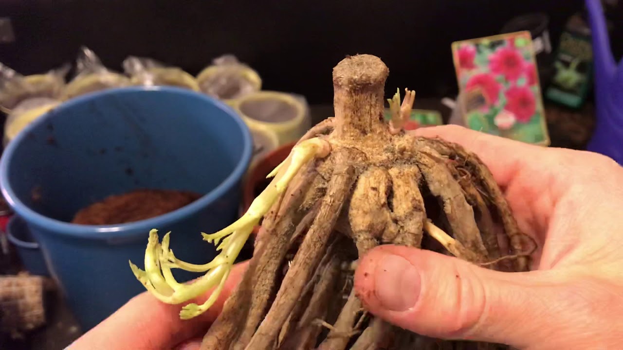 Dahlien Knollen in Töpfe einpflanzen- Balkon und Terrasse - Dahlien #1 // Gartenschlau.com