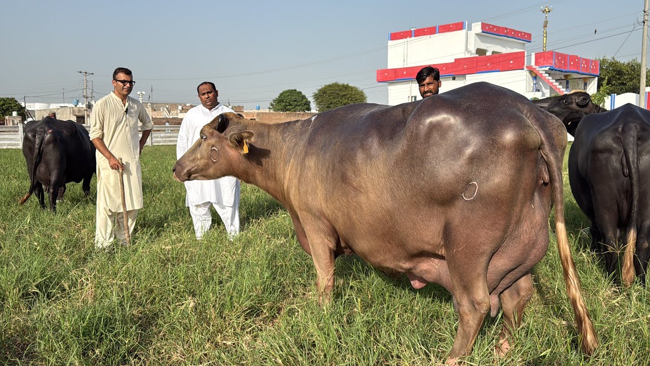 Beautiful High Milking Buffaloes || Asif Gondal Dairy Farm || Sultan Bull 🐂