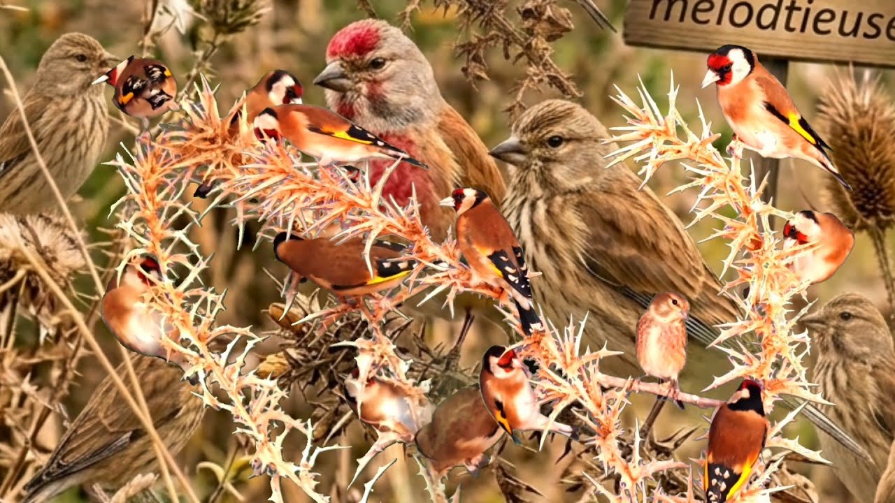 بتبتة الحسون تحفيز الحسون على التغريد والهيجان علاج صمت الحسون goldfinch stimulation #birds 