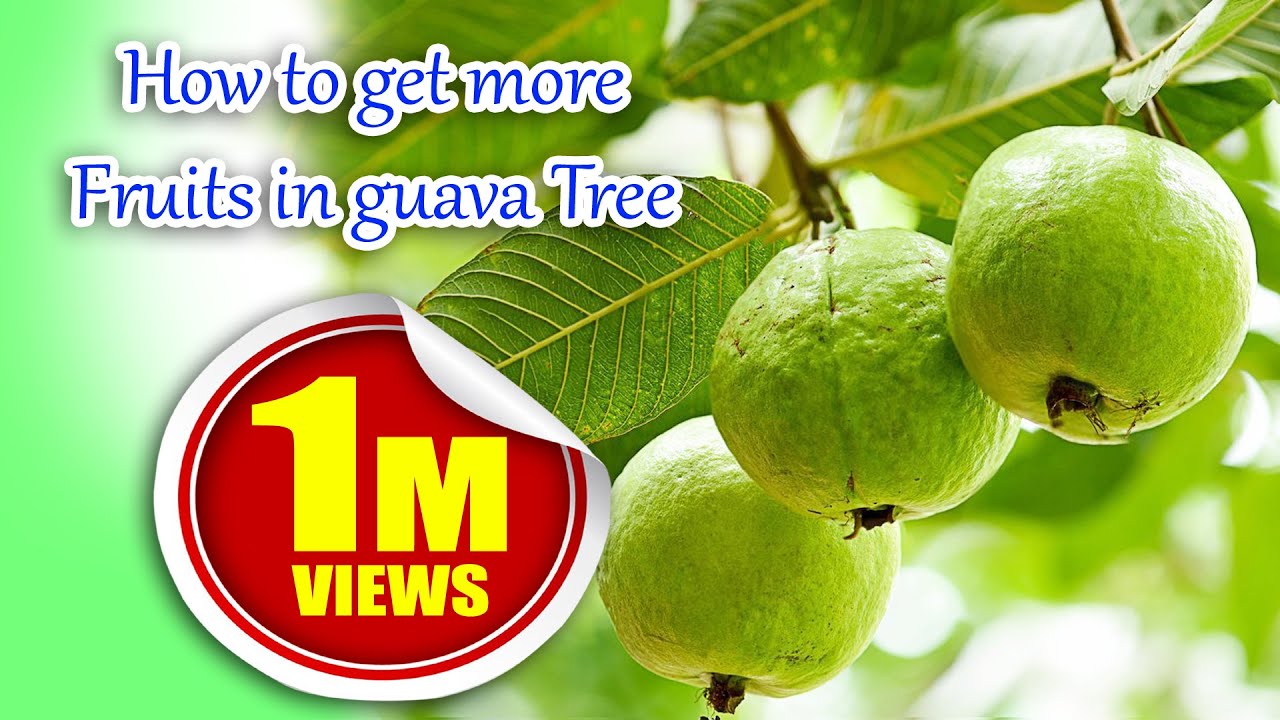 How to get more Fruits in guava अमरूद पर सैकड़ों  फल पाने का तरीका Garden Home