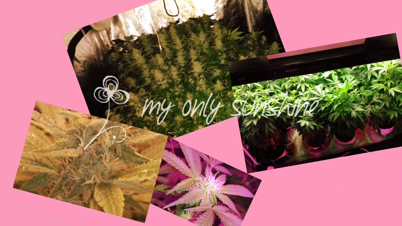 Cheese, white widow, darkstar, vanilla kush scrog grow.