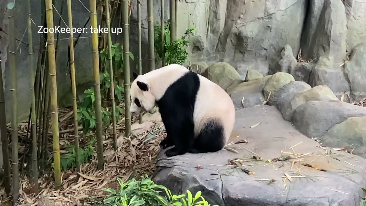 RIVER WONDERS- Le Le trying to wake up from his nap (PART 2)