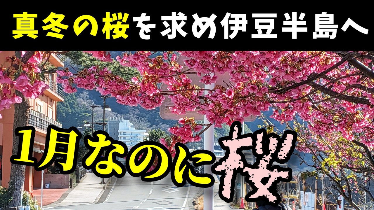 【冬だけど桜が見たい！】日本には真冬の1月に桜が見られる場所がある！！！