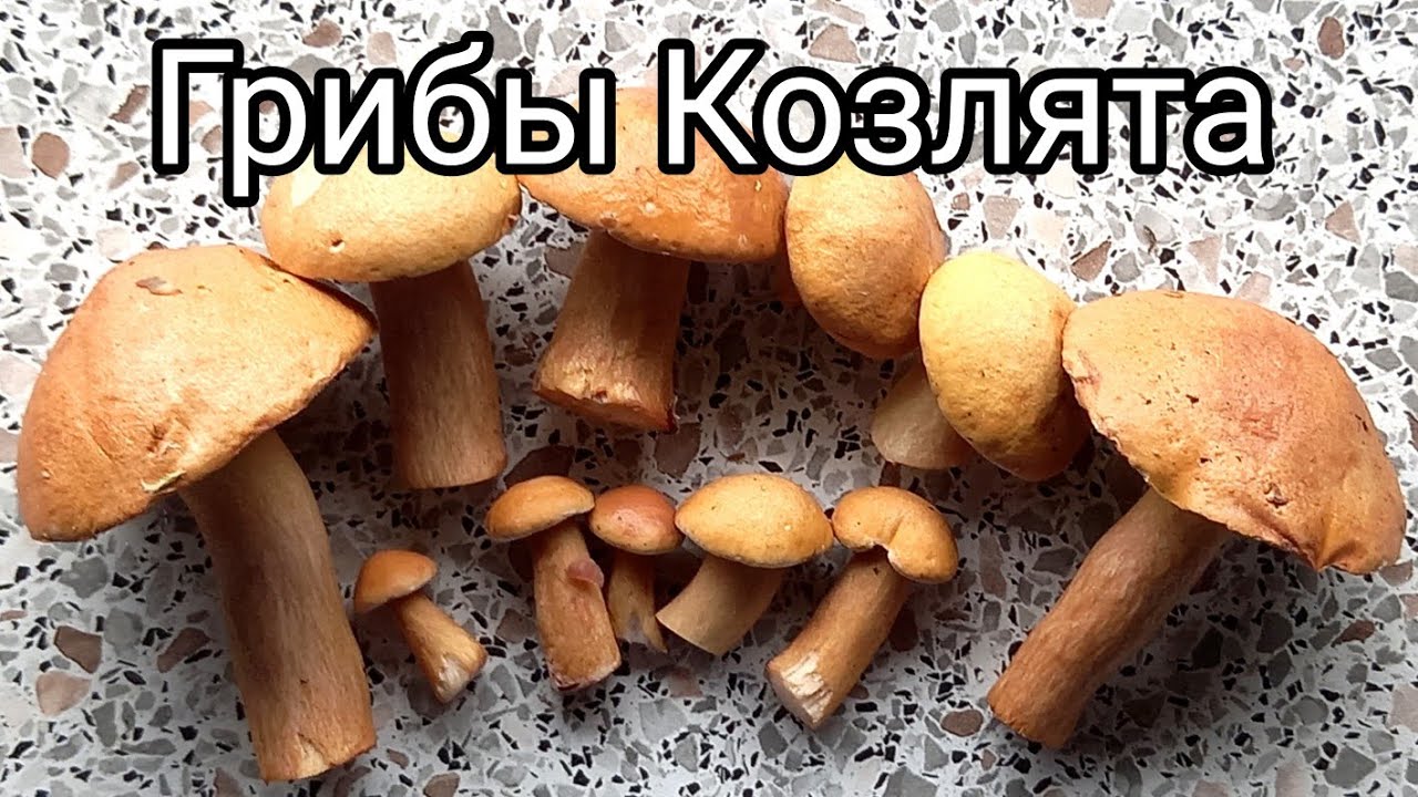 Грибы Козлята. Как выглядят козлята, как готовить грибы козлята. Козлёнок, козелец