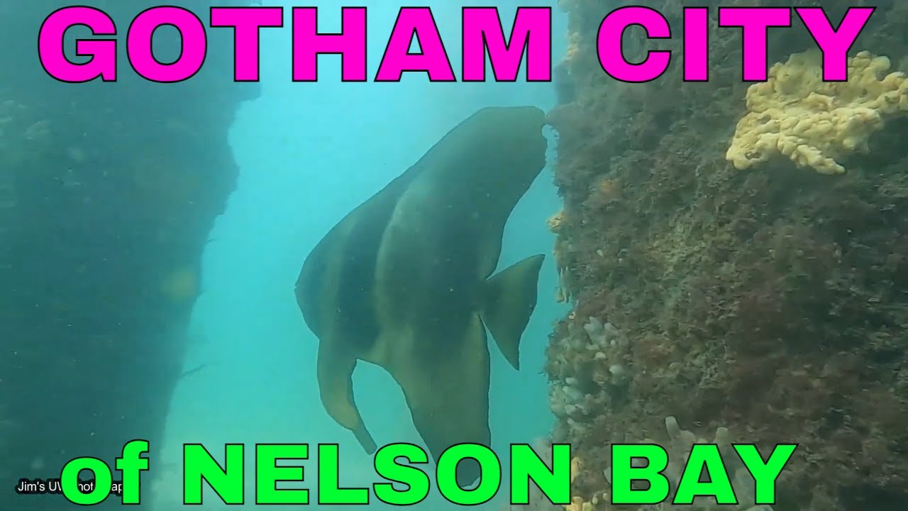 SCUBA DIVING LITTLE BEACH @ NELSON BAY