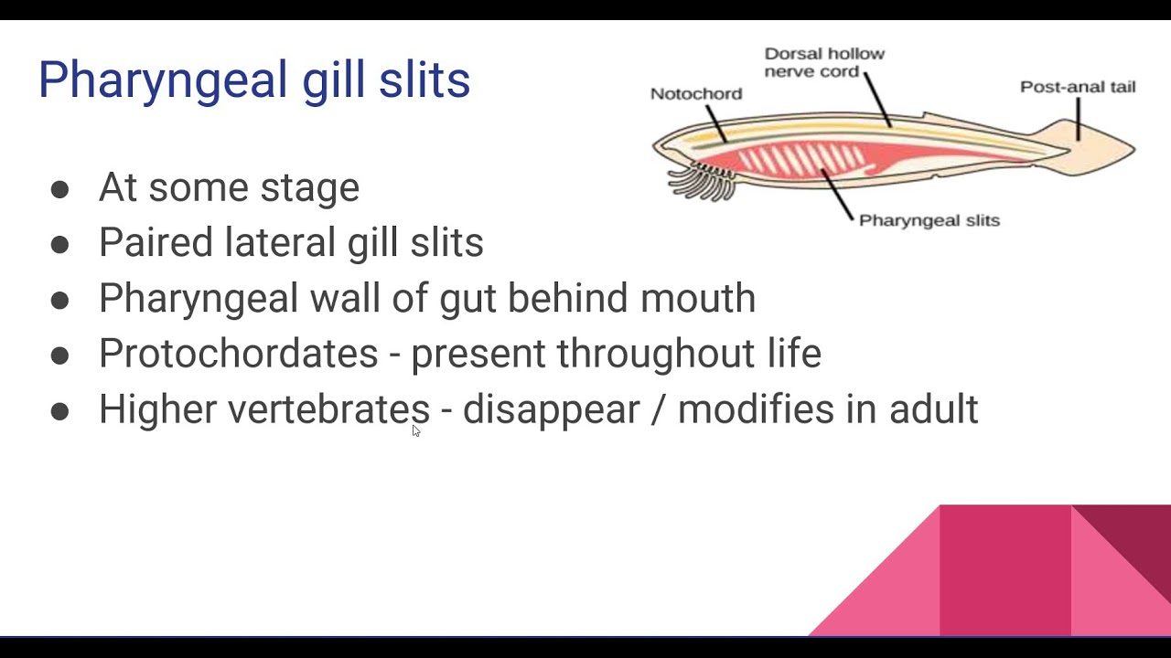 Characteristics of Chordata