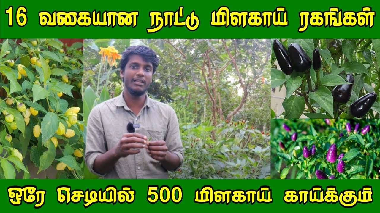 மிளகாயில் இத்தனை ரகங்களா? | மிளகாயில் நெய்யா? | Dark Purple Chilli | Uzhudu Un Sundar | Part -1