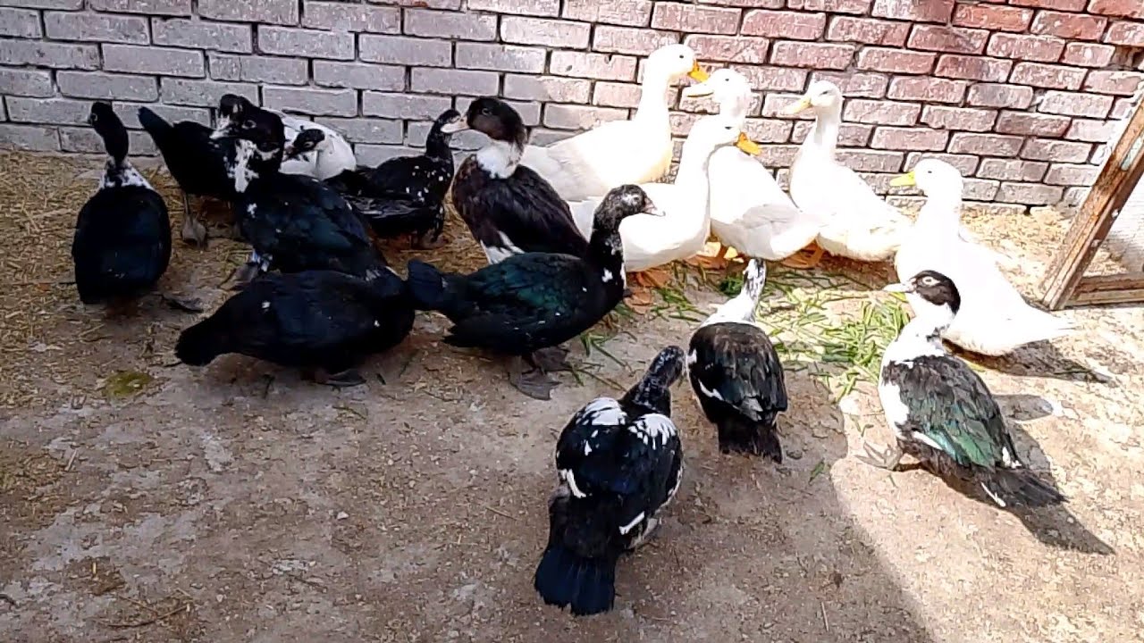 المتابعة فجآتني وطلع دكر البط نوعو بغال#حطيت منو علشان مضاد حيوي طبيعي وحطيت عسل علشان منشط للكبد