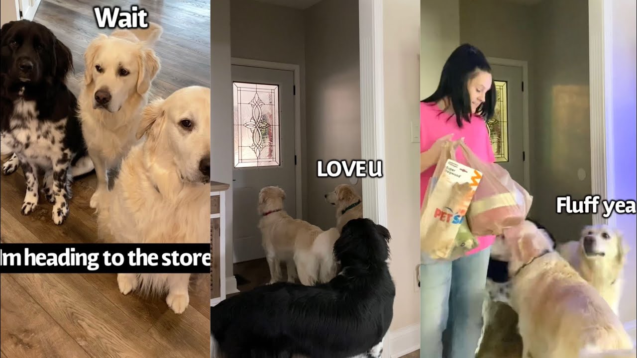 Dogs Demand Stuff From The Store