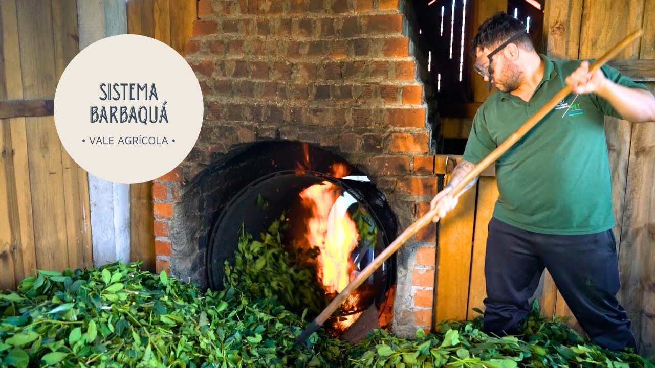 Erva-mate queimada no fogo? Agroindústria no RS preserva forma mais antiga do chimarrão, a barbaquá!