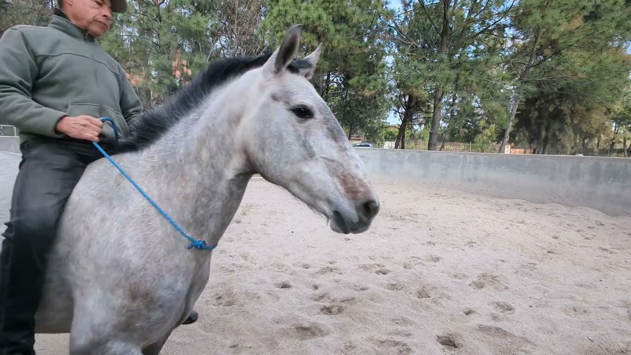 Doma Natural de Pandora LUSITANOS 2 meses de trabajo #domanatural #lusitanohorse #viralvideo #horse 