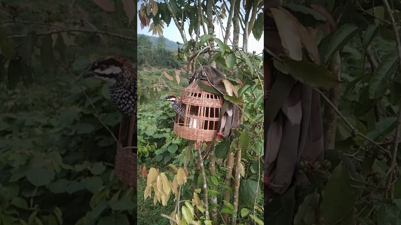 tiếng đa đa mồi bắt bổi