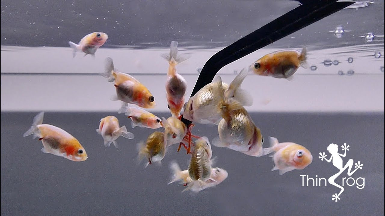 Baby Goldfish (One Month update)