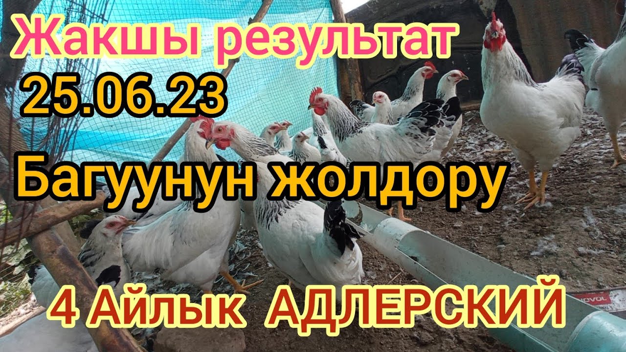 Таза кандуу АДЛЕРСКИЙ тооктор  4  Айлык болду жакшы результат болуп жатат