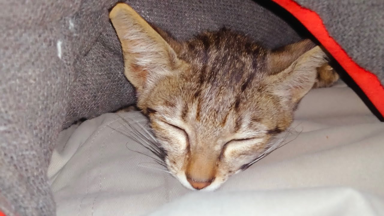 Kitten sleeping in the blanket, watch the live video 😻