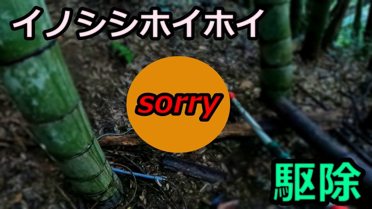 【狩猟】イノシシホイホイに掛かったので駆除