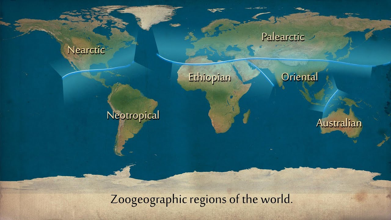 Regiones biogeográficas (curso de biogeografía)