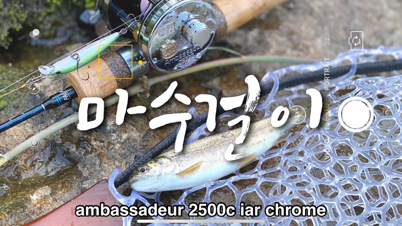 마수걸이 ambassadeur 2500c chrom  feat.무지개송어 #2500c #ニジマス #rainbowtrout
