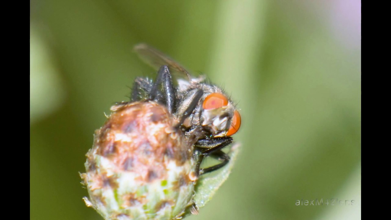 Macro Revuenon Special 135mm F2.8