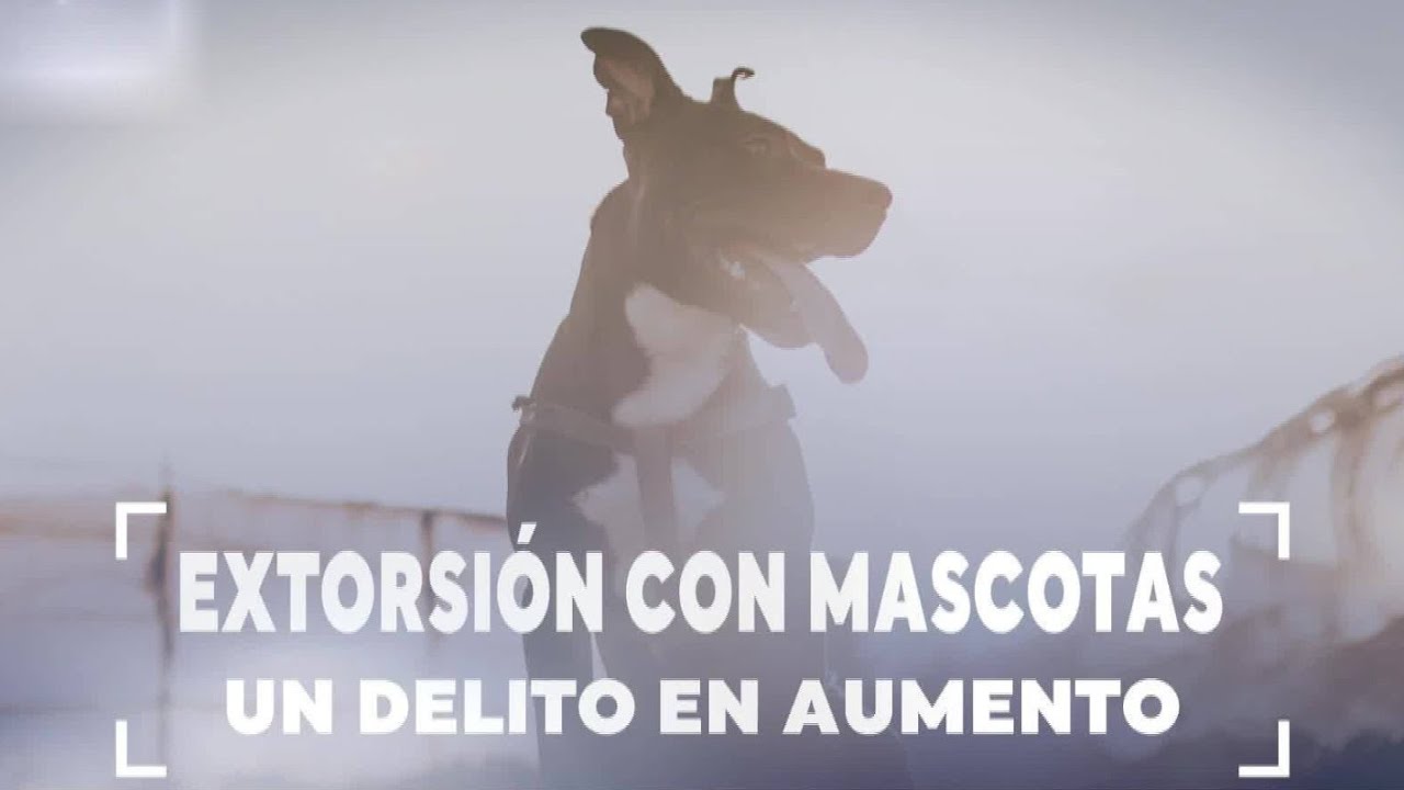 Extorsi&oacute;n por robo de mascotas: Un delito que va en aumento | Reportajes CHV Noticias