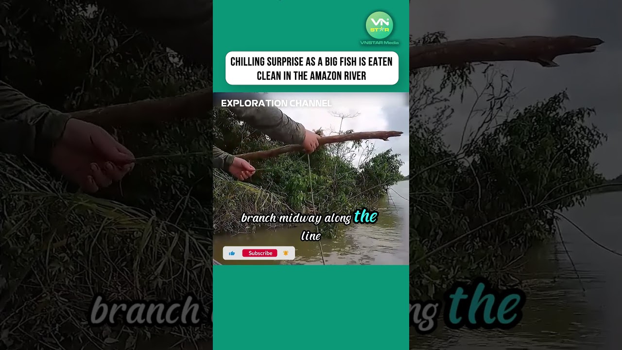 Chilling Surprise as a Big Fish is Eaten Clean in the Amazon River! #fishing #shorts