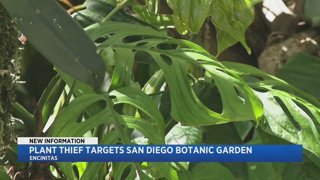 Plant Thief Targets San Diego Botanic Garden