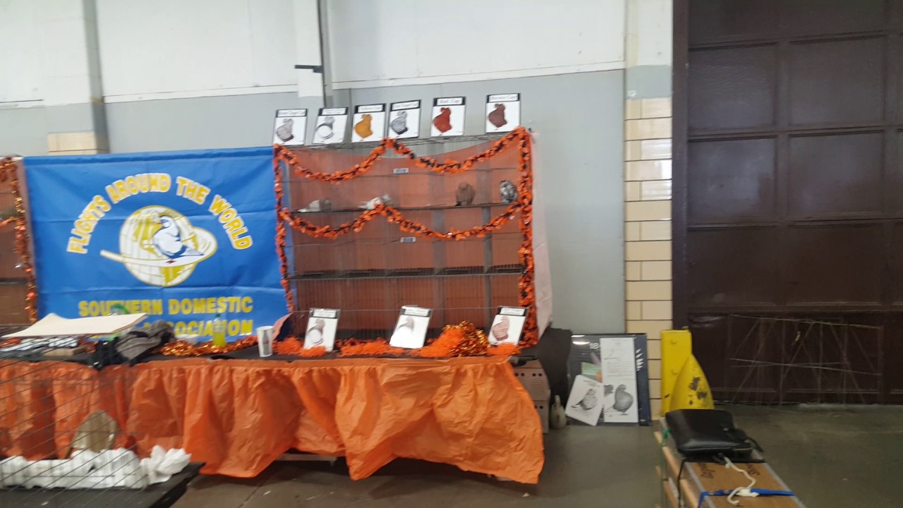 My 1st time at National Young Bird Show