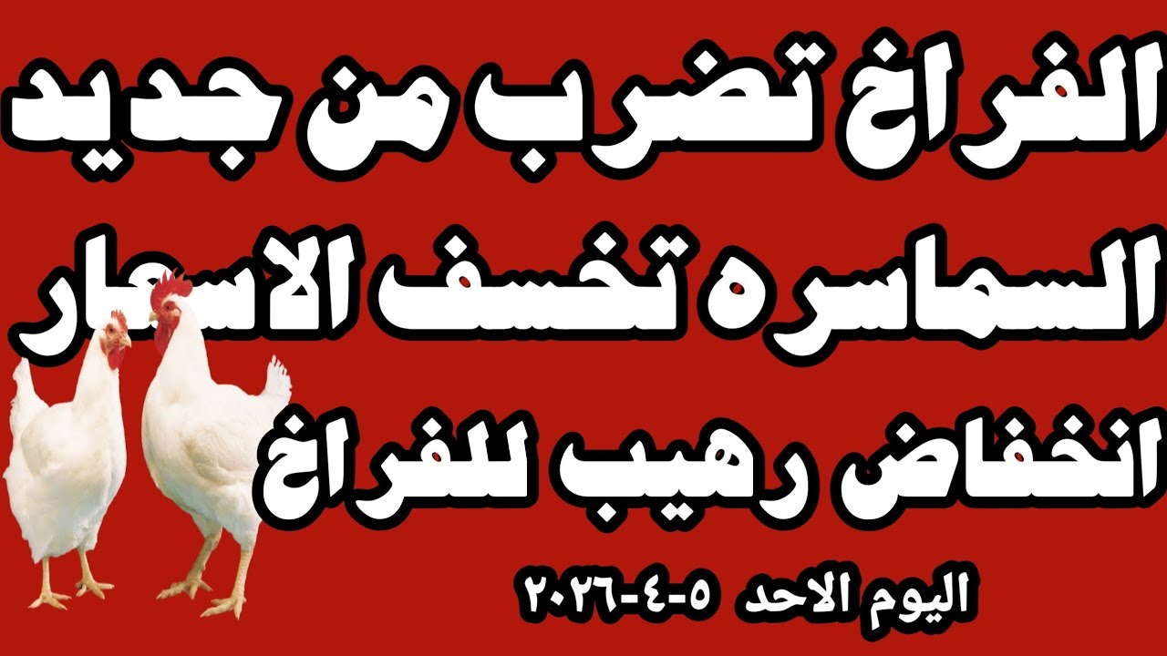 اسعار الفراخ البيضاء اليوم سعر الفراخ البيضاء اليوم الاحد ٥-٤-٢٠٢٦ في المحلات في مصر 