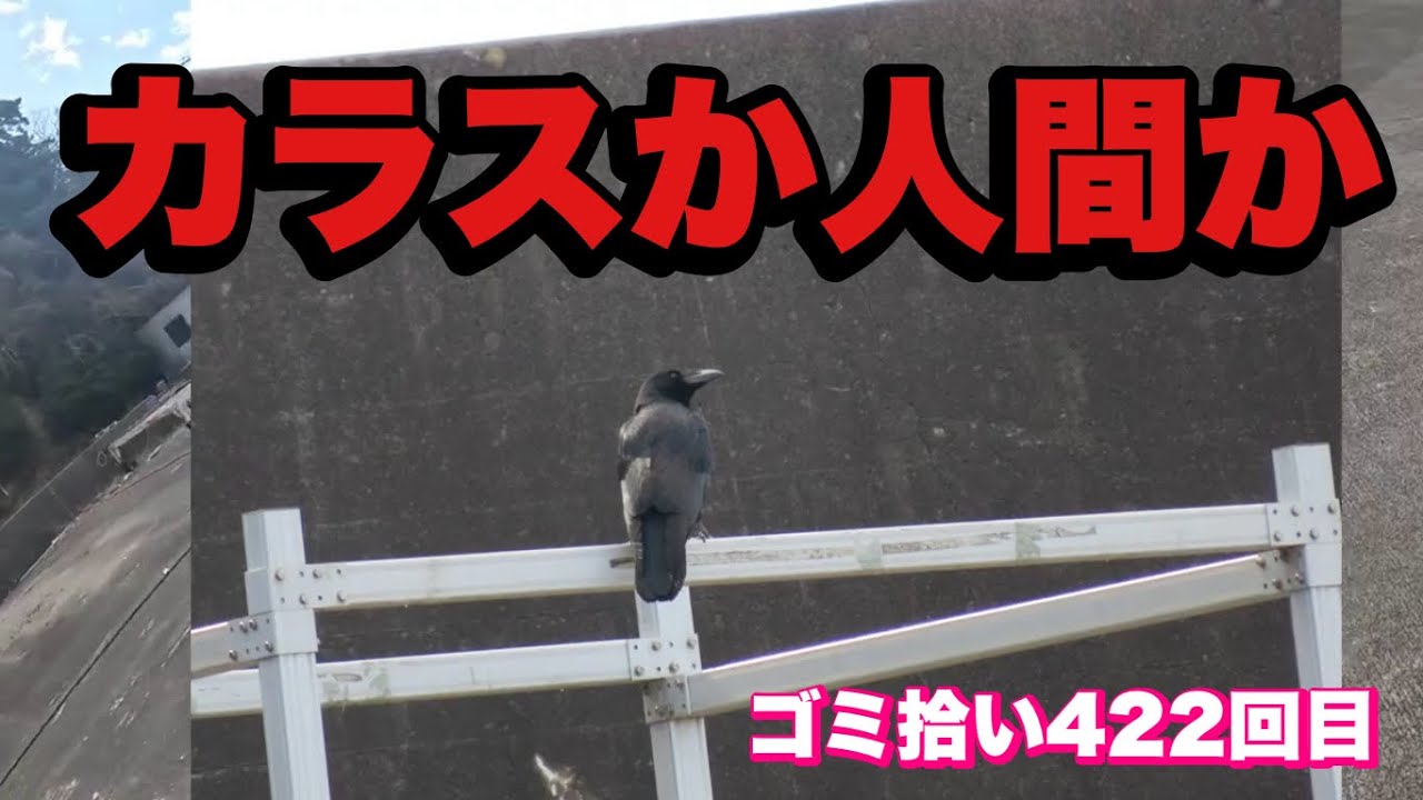[ゴミ拾い]カラスが先か人間が先か[めがさぶの地球を綺麗にVol422]