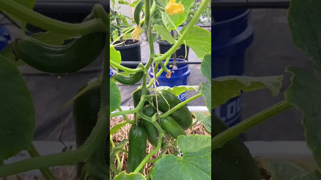 This Cucumber Variety Is INCREDIBLE!