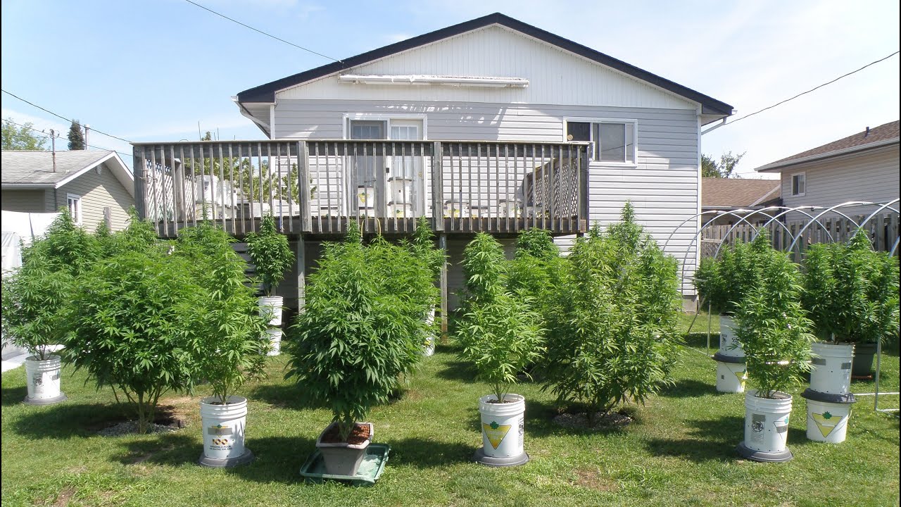 My Backyard Cannabis Garden 2023