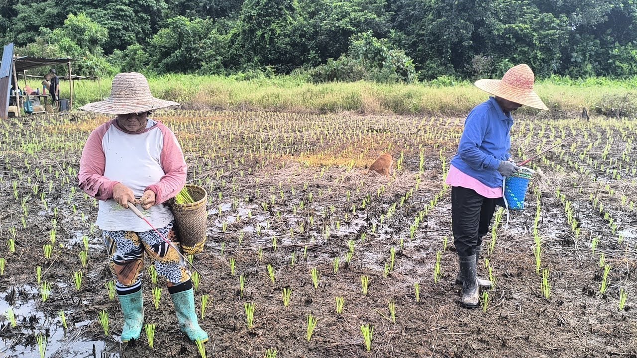 Sarapan Pagi Ba Menua Muding//Medak Uhang Bumai//Mandi Ba Sungai Sebedau Plai Ke Sampun