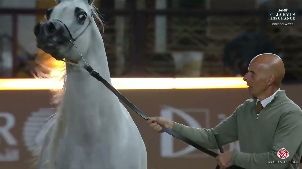 N.148 DAHIS ALSAYED - GCAT Doha 2026 - Colts 3 Years Old B (Class 6B)