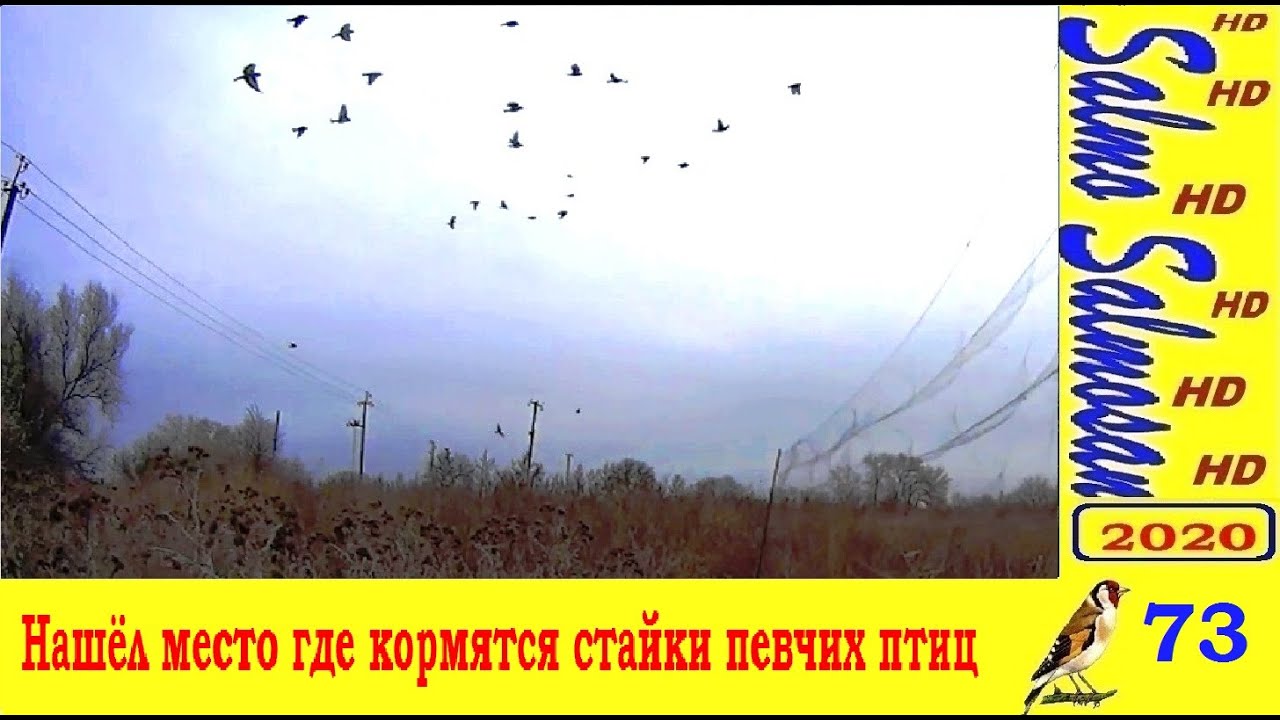 Ловля певчих птиц - Нашёл место где кормятся стайки певчих птиц.