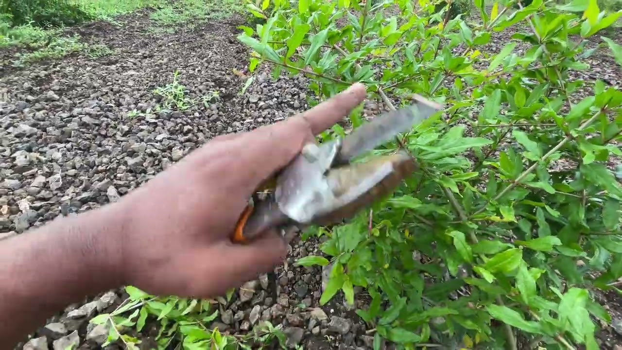How To Do First Pruning Of Pomegranate Plant ||अनार के पौधे की पहली छंटाई कैसे करें #4k #farmersson