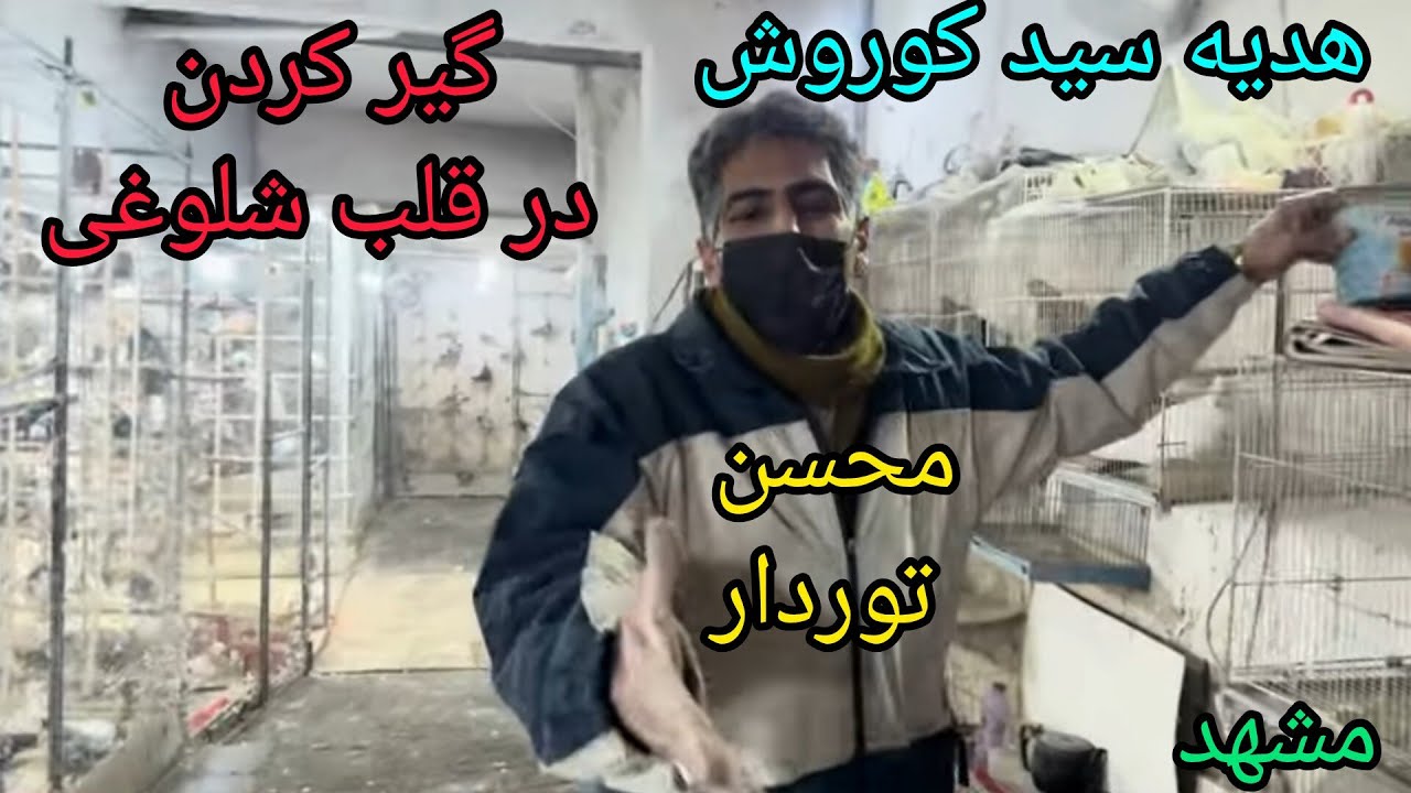 کبوتر اهدایی سید کوروش!رفتن به تورگیرکردن درشلوغی جاده قدیم مشهد!محسن تور دار 