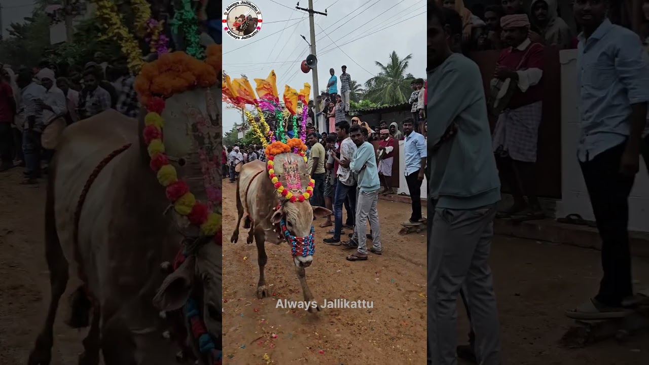 #jallikattu #trend #viralshort #chandrababusongs #tdpnews #tdplive #tdpofficial #tdpvsycp #remix