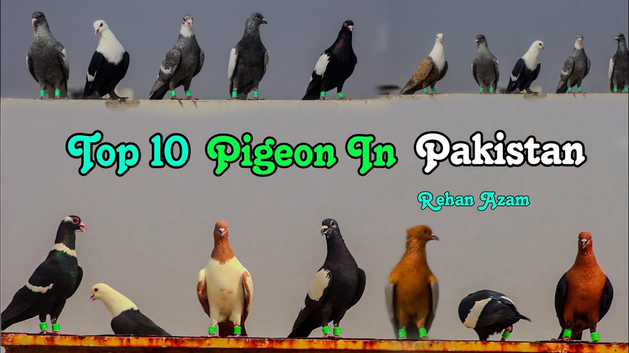 Top 10 Pigeon In Pakistan 🇵🇰 || 2024 ||