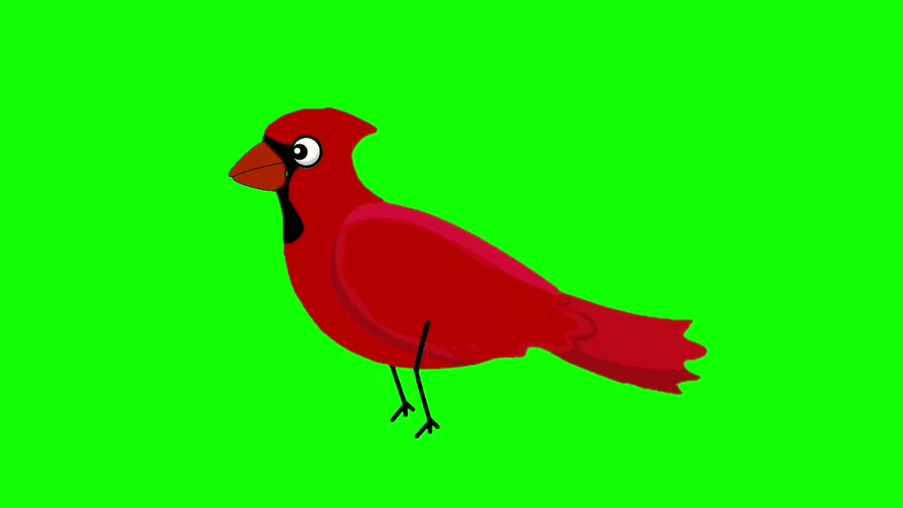 Cardinal red animated bird green screen _ talking flying walking eating animation vector