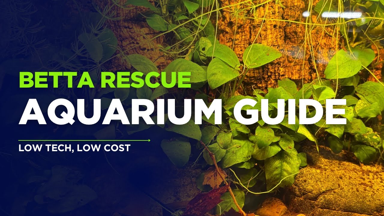 “SALVATAGGIO BETTA 🐟 + Guida Acquario Low Tech a Basso Costo 🌿