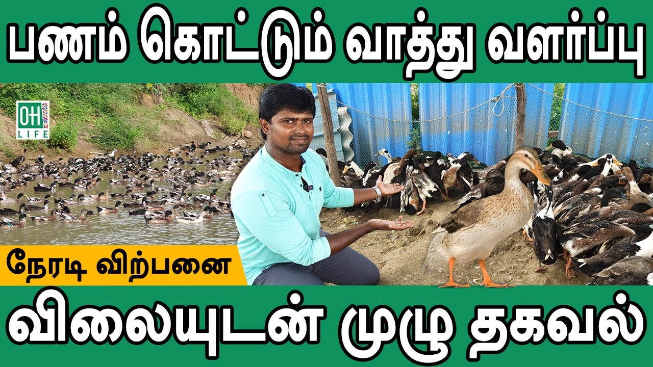 Vaathu Valarppu | வாத்து பண்ணை | வாத்து வளர்ப்பு