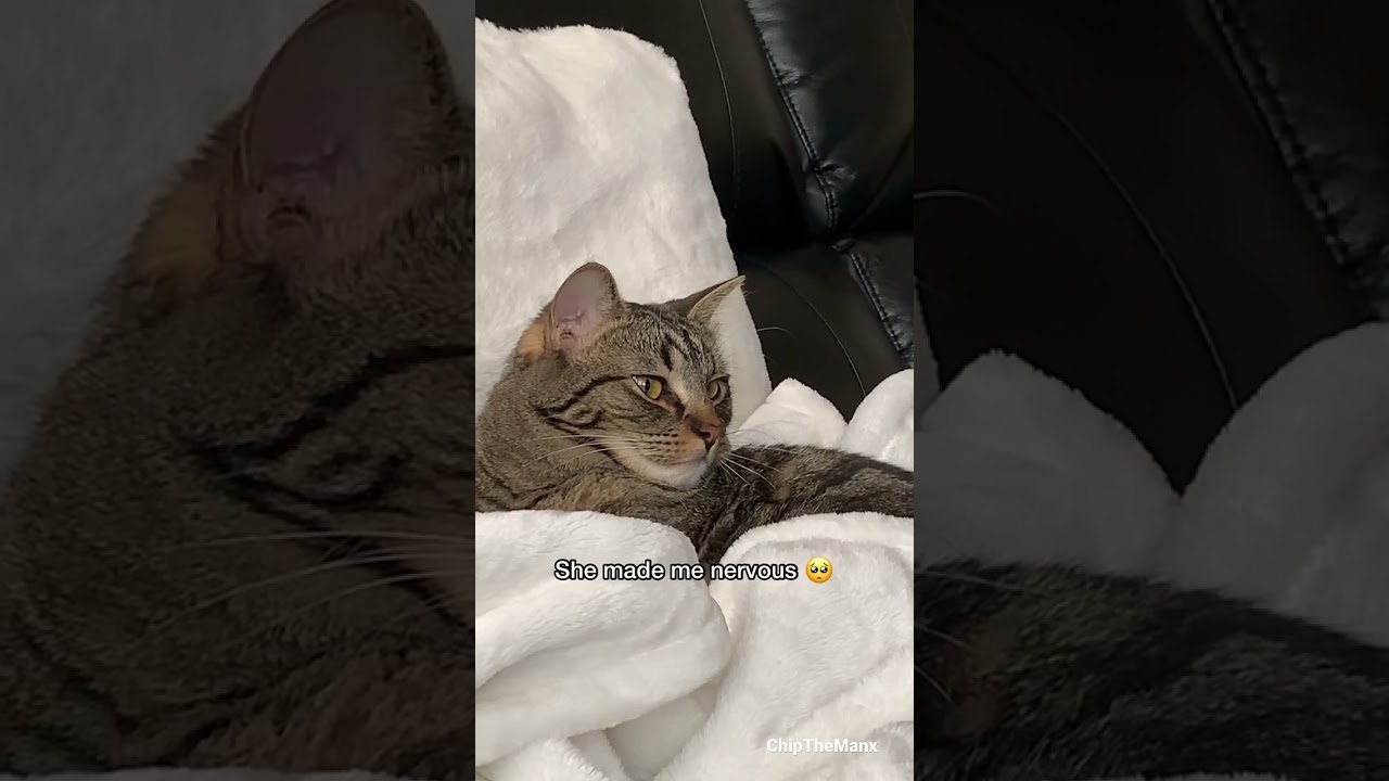 My cat&rsquo;s BEAUTIFUL adoption story 🥹 #shorts
